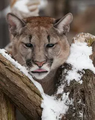 Fototapeta Puma w śniegu