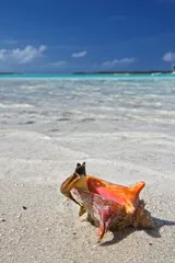 Obraz Relaks na Tropikalnej Plaży: Muszla na Piaszczystym Brzegu