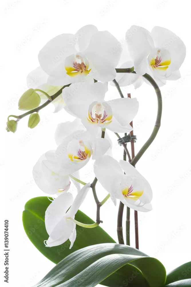 Fototapeta Biały kwiat orchidei z liśćmi