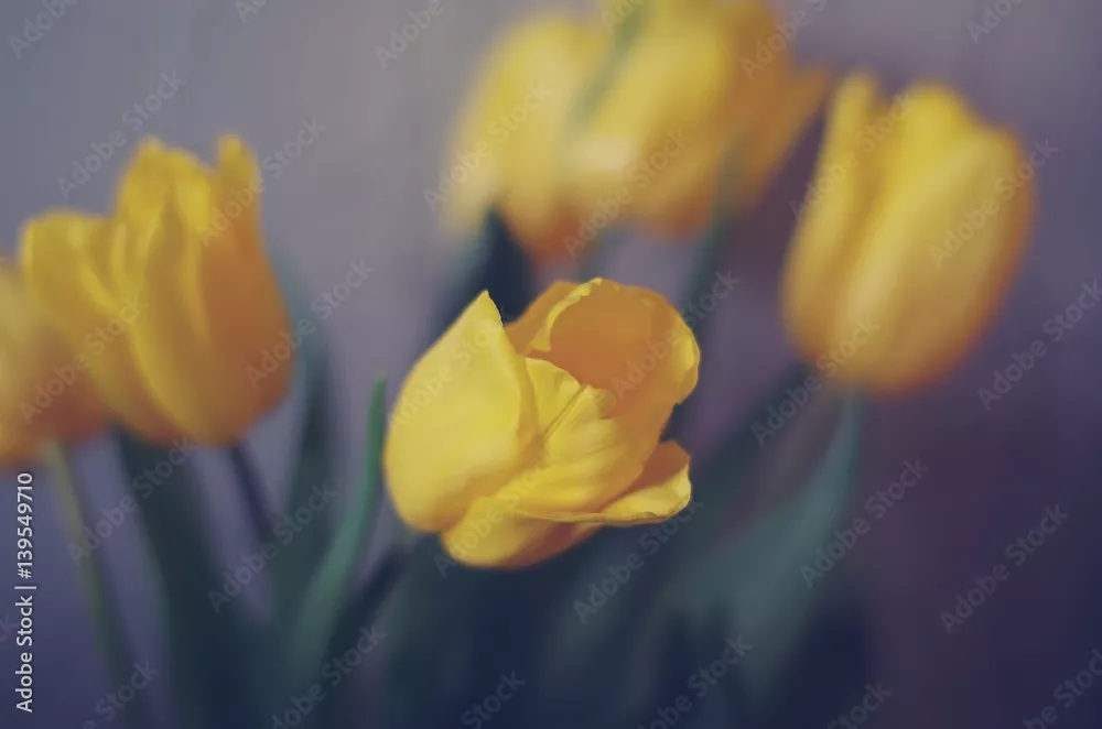 Fototapeta Żółte tulipany na fioletowym tle. Płytka głębia ostrości