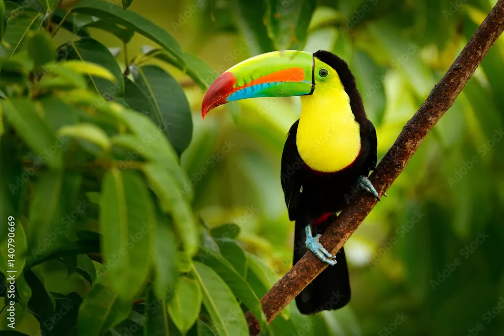Fototapeta Tukan z kilem, ramphastos sulfuratus, ptak z dużym dziobem. Tukan siedzący na gałęzi w lesie, Boca Tapada, zielona roślinność, Kostaryka. Podróże przyrodnicze w Ameryce Środkowej.