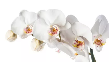 Fototapeta Biała orchidea izolowana