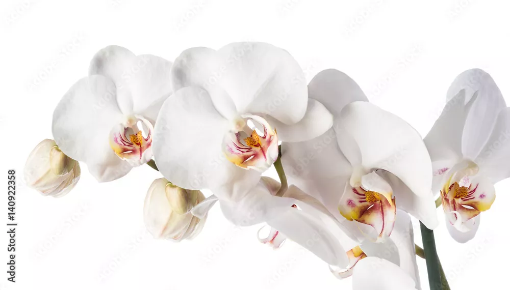 Fototapeta Biała orchidea izolowana