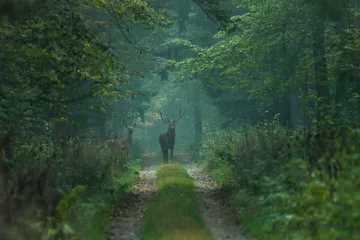 Obraz jeleń i łania