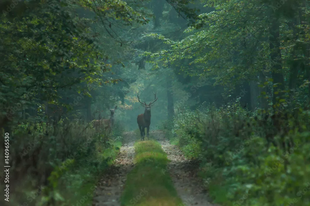 Obraz jeleń i łania
