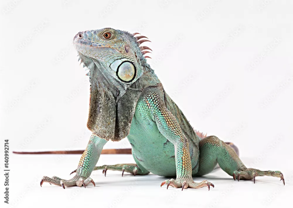 Obraz Iguana Zielona na Białym Tle