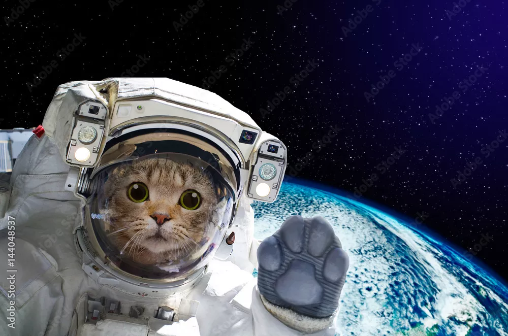 Fototapeta Kot astronauta w kosmosie na tle kuli ziemskiej. Elementy tego zdjęcia dostarczone przez NASA.