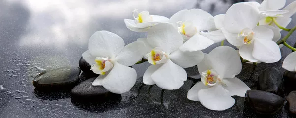Fototapeta Biała orchidea i czarne kamienie z bliska.