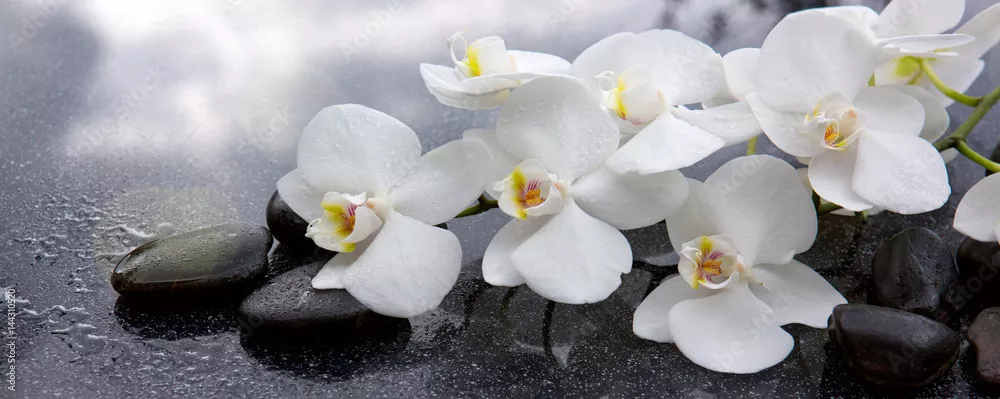 Fototapeta Biała orchidea i czarne kamienie z bliska.