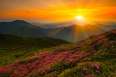 Fototapeta Harmonijny Świt nad Kwiatowymi Wzgórzami