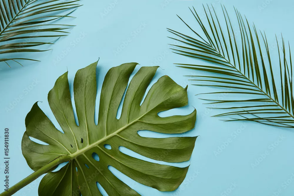 Obraz Egzotyczna Zieleń na Błękitnym Tle