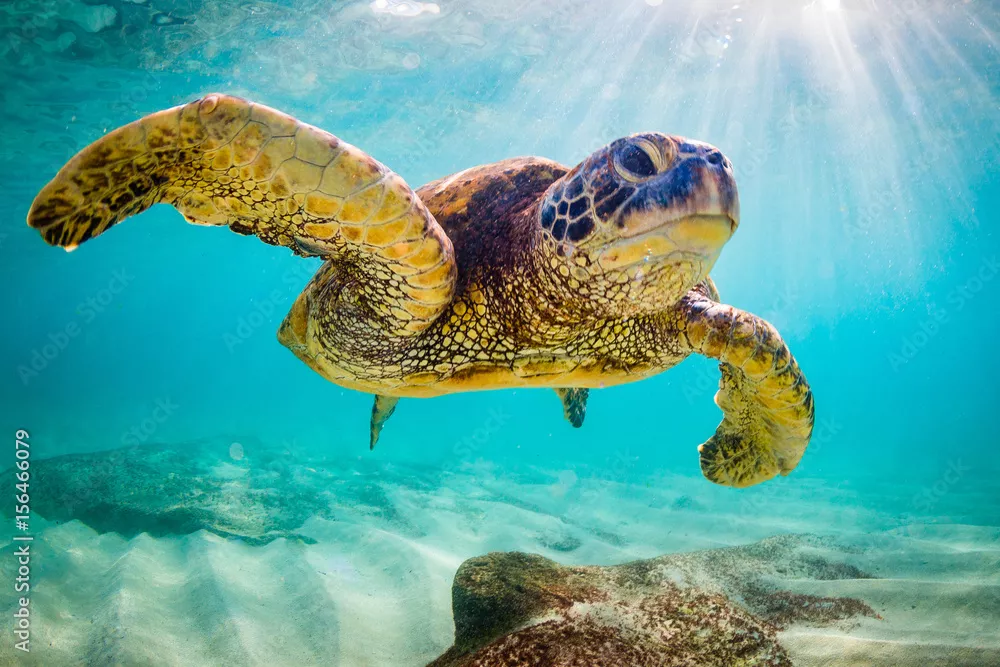 Fototapeta Zagrożone hawajskie zielone żółwi morskie w ciepłych wodach Oceanu Spokojnego na Hawajach.