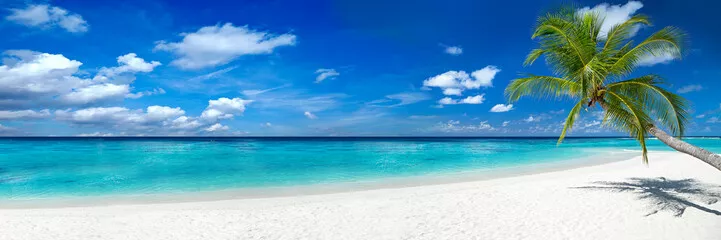 Fototapeta coco palm panorama super szeroki format na tropikalnej rajskiej plaży marzeń