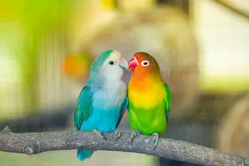 Fototapeta Lovebird Kiss