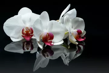 Fototapeta Kwiaty orchidei na czarno