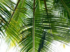Fototapeta Egzotyczna Ucieczka pod Palmami