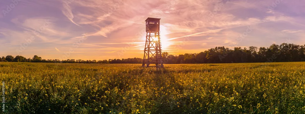 Fototapeta Wysokie siedzenie myśliwego myśliwego w porannym świetle, panorama, pole rzepaku życie wiejskie pastwisko leśnictwo rolnictwo