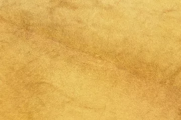 Fototapeta futro lwa afrykańskiego