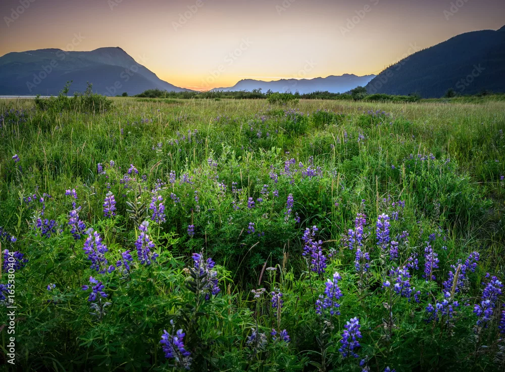 Fototapeta Spokojny Świt nad Kwiecistą Łąką