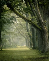 Fototapeta Zielony Tunel Spokoju - Leśna Aleja