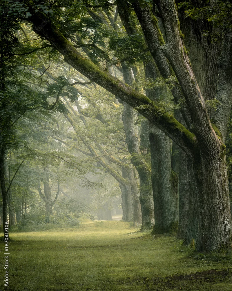 Fototapeta Zielony Tunel Spokoju - Leśna Aleja