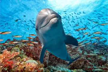 Fototapeta delfin podwodny na rafie bliska wygląd