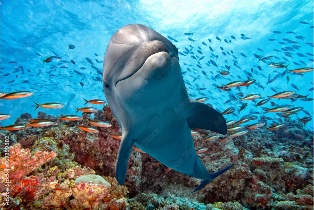 Fototapeta delfin podwodny na rafie bliska wygląd
