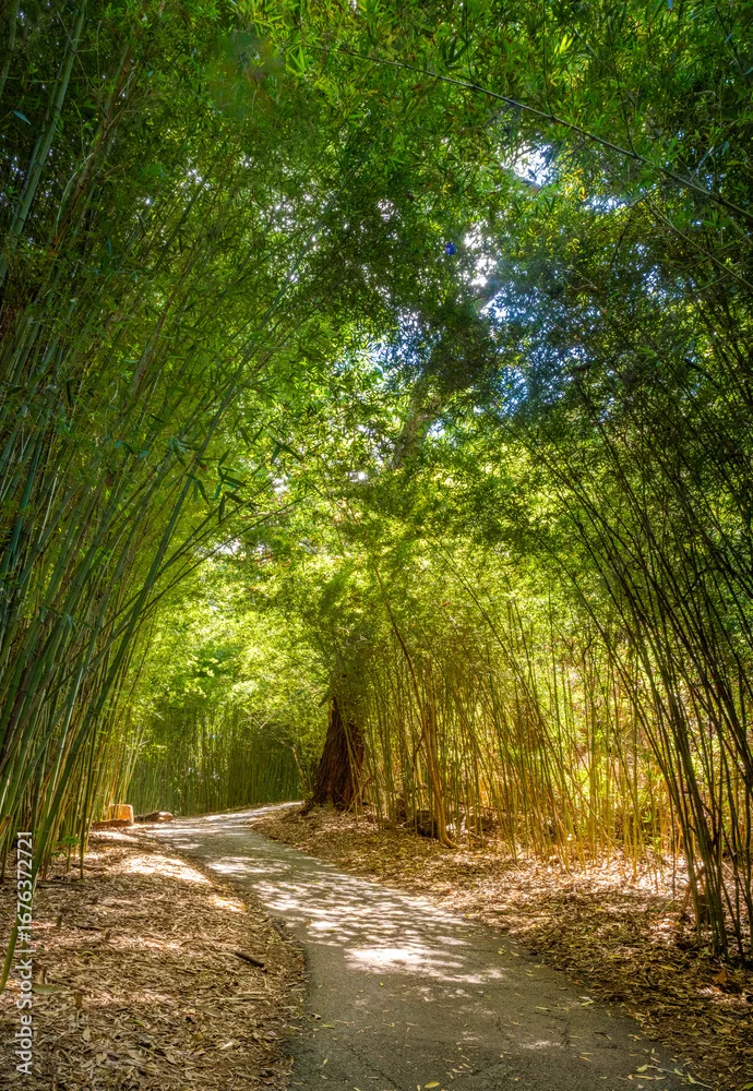 Fototapeta Zielony Tunel: Magiczna Ścieżka wśród Bambusów