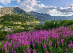Fototapeta Górska Panorama z Kwiatami: Czar Natury