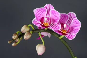 Obraz Piękno Różowej Orchidei