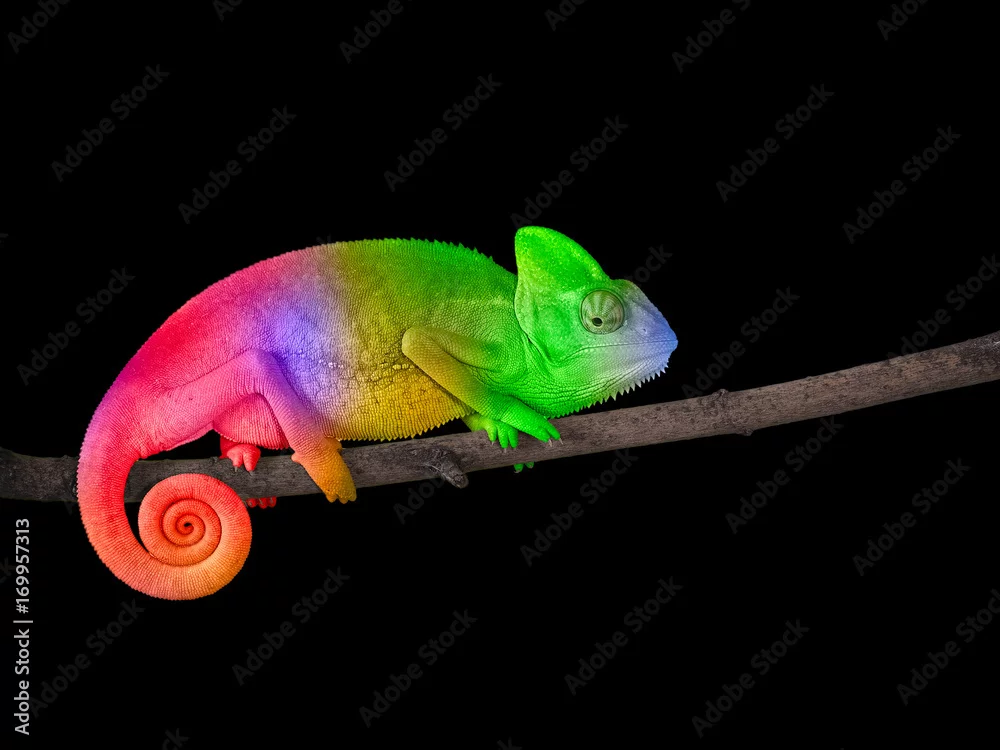 Obraz Tęczowy Kameleon: Sztuka Kamuflażu
