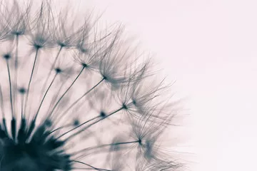 Fototapeta Zamknij -Up część białego tła jasnego z efektem jasnego koloru