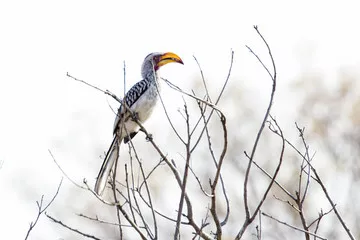 Obraz Żółty dziob Hornbill