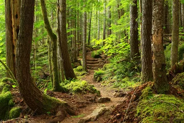 Fototapeta zdjęcie leśnego szlaku Pacific Northwest