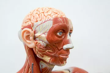 Obraz Anatomia Mięśni Twarzy i Głowy - Model Edukacyjny