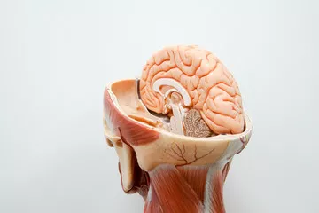 Obraz Model Anatomiczny Mózgu i Czaszki