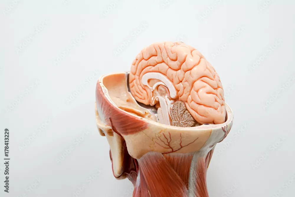 Obraz Model Anatomiczny Mózgu i Czaszki