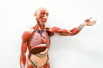 Obraz Model Anatomiczny Człowieka: Układ Mięśniowo-Szkieletowy i Wewnętrzny