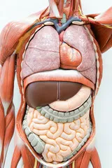 Obraz Anatomia Wewnętrznych Narządów Człowieka