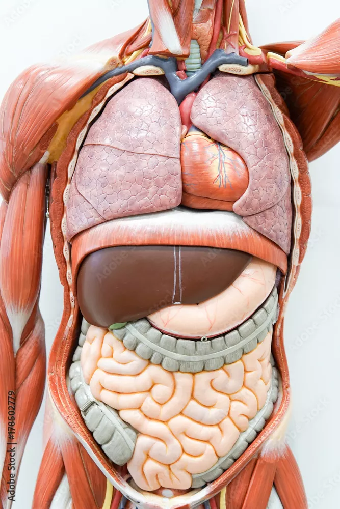 Obraz Anatomia Wewnętrznych Narządów Człowieka