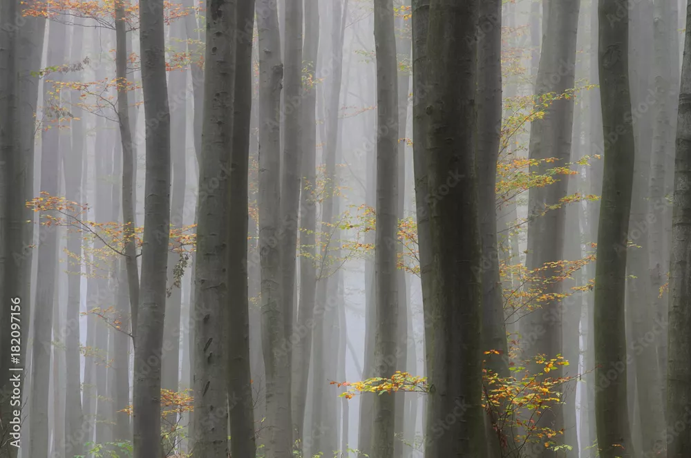 Fototapeta Magiczny Las w Mglistym Poranku