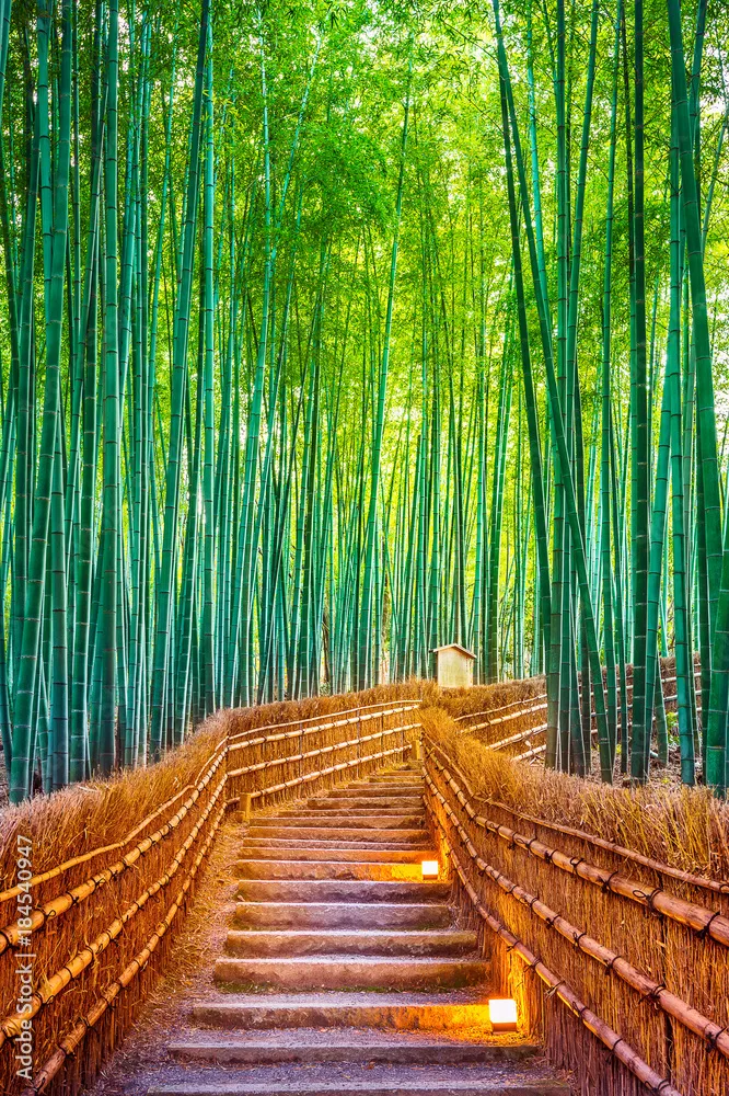 Fototapeta Bambusowy las w Kioto w Japonii.