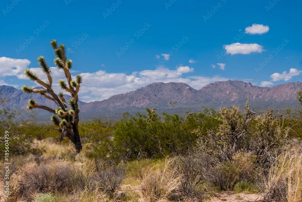 Fototapeta Kanion Red Rock, USA.