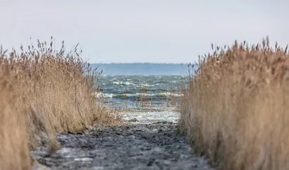 Obraz Zimowy Krajobraz nad Morzem z Trawami w Pierwszym Planie
