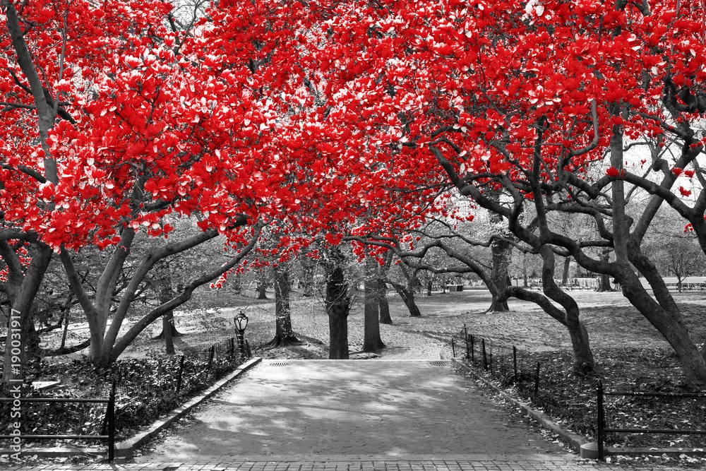 Fototapeta Baldachim czerwoni drzewa w surrealistycznej czarny i biały krajobrazowej scenie w central park, Miasto Nowy Jork