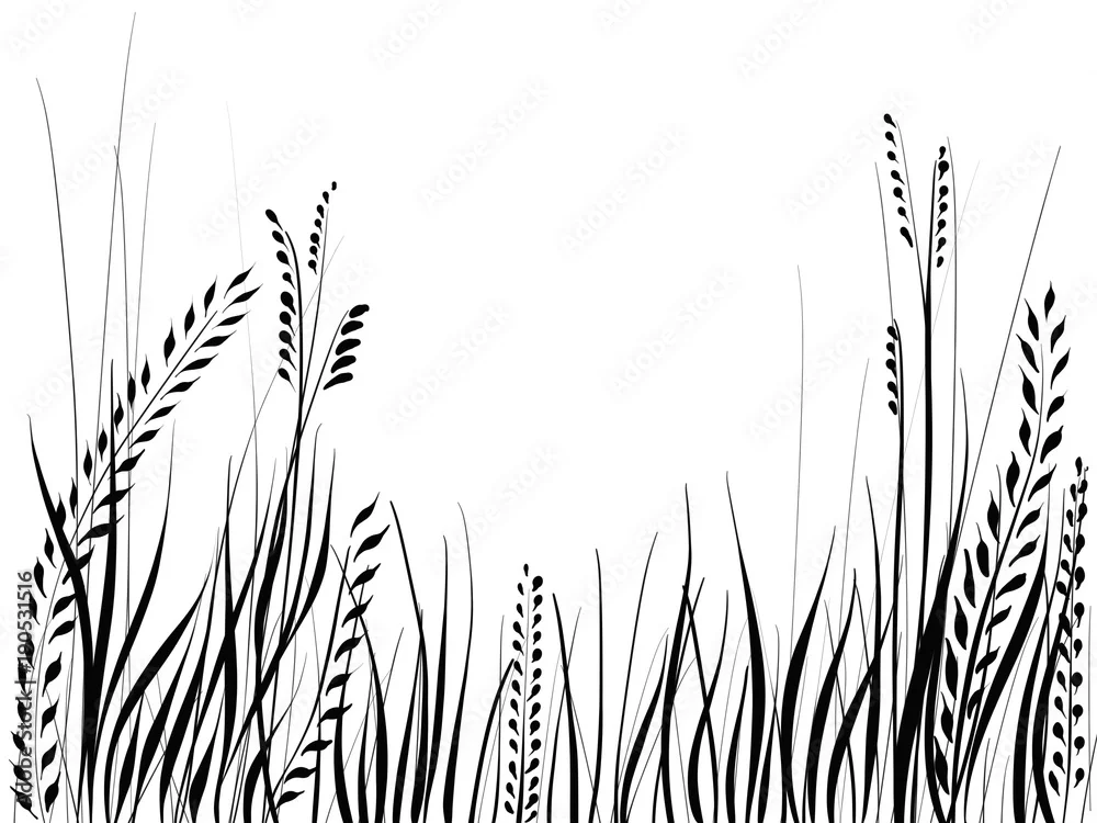 Fototapeta Elegancja Natury: Czarnobiałe Trawy