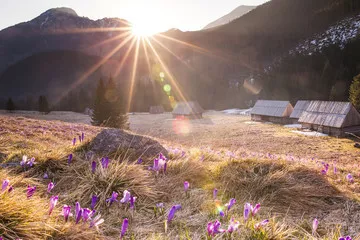 Fototapeta promienie słońca Dolina Chochołowska tatry Polska krokusy