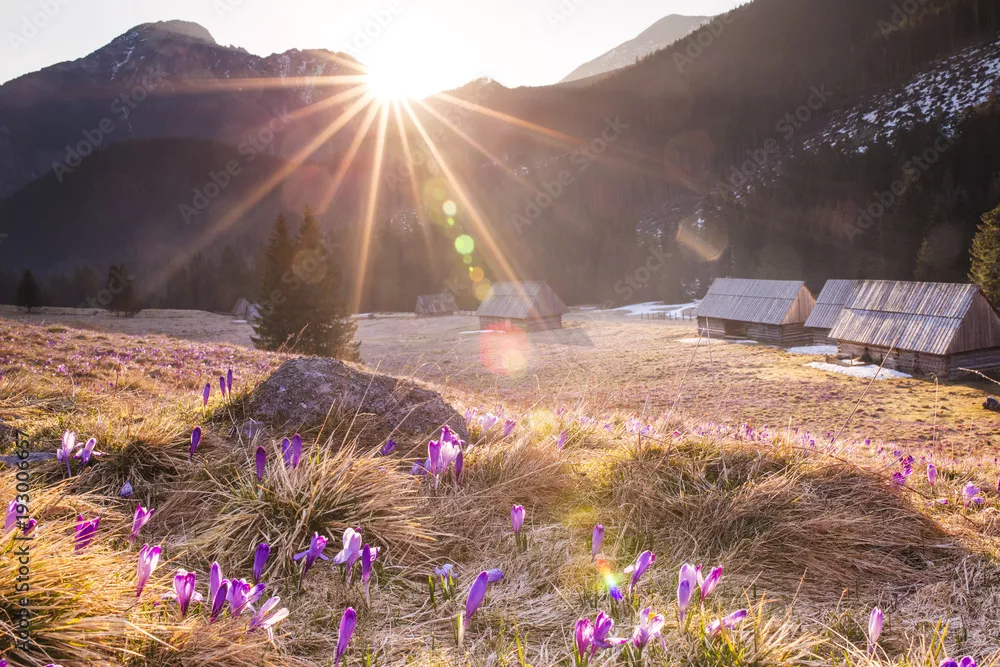 Fototapeta promienie słońca Dolina Chochołowska tatry Polska krokusy