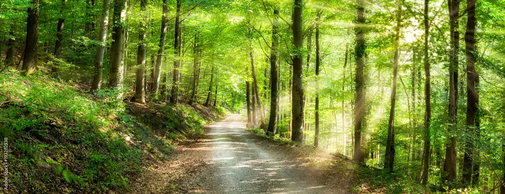 Fototapeta Panorama zielonego lasu w słońcu