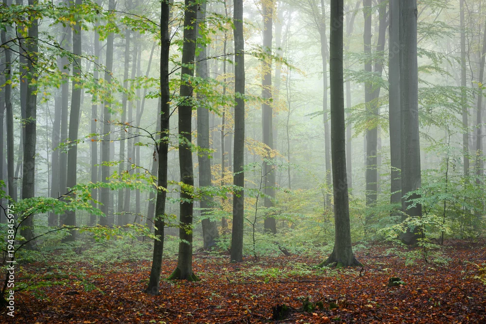 Obraz Magia Porannej Mgły w Lesie